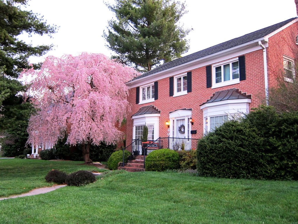 Weeping Cherry in Bloom