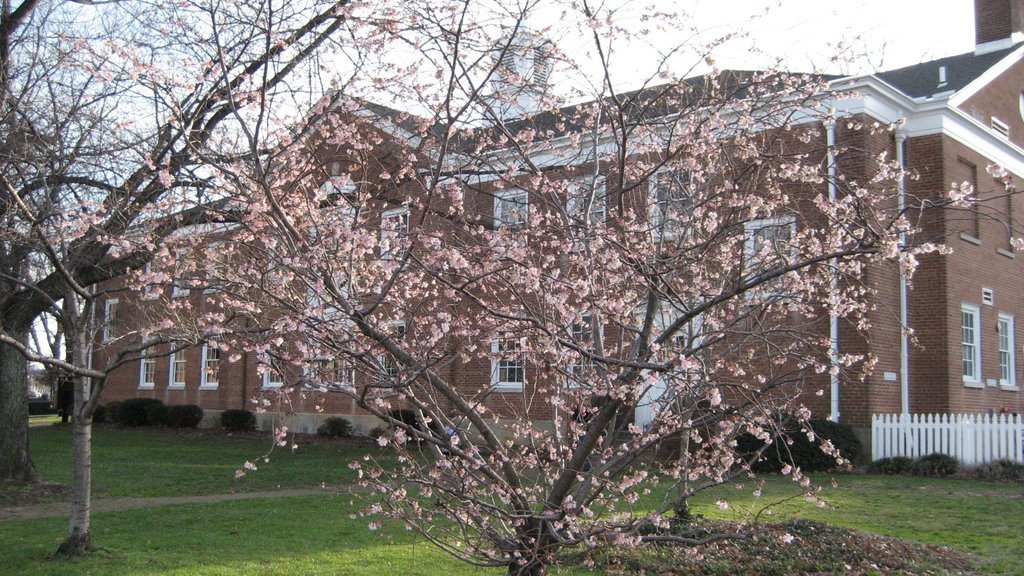 Cerezo en Flor en Invierno