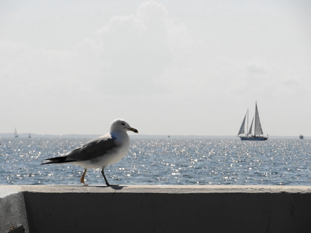 Seagull and a Sailboat