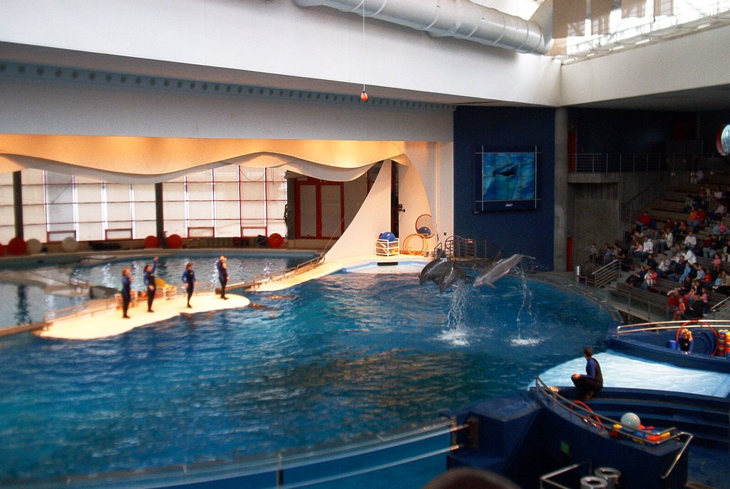 Dolphin Show