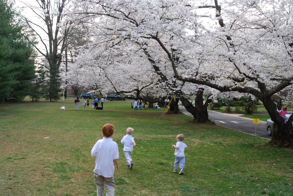 Kenwood Cherry Blossoms, Bethesda, MD