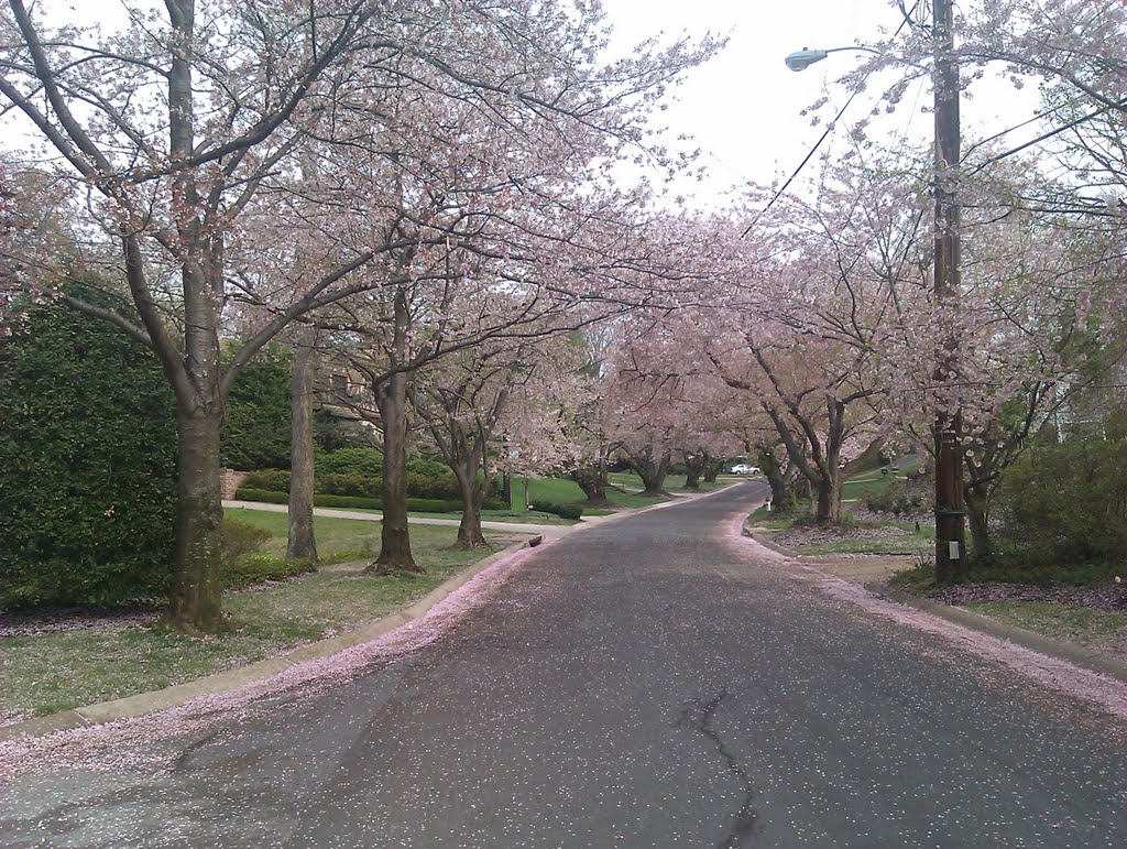 Cherry blossom in Kenwood