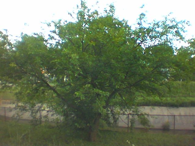 Mulberry tree by aqueduct and bike path off Arundel near 34th/Chillum Mount Rainier, MD