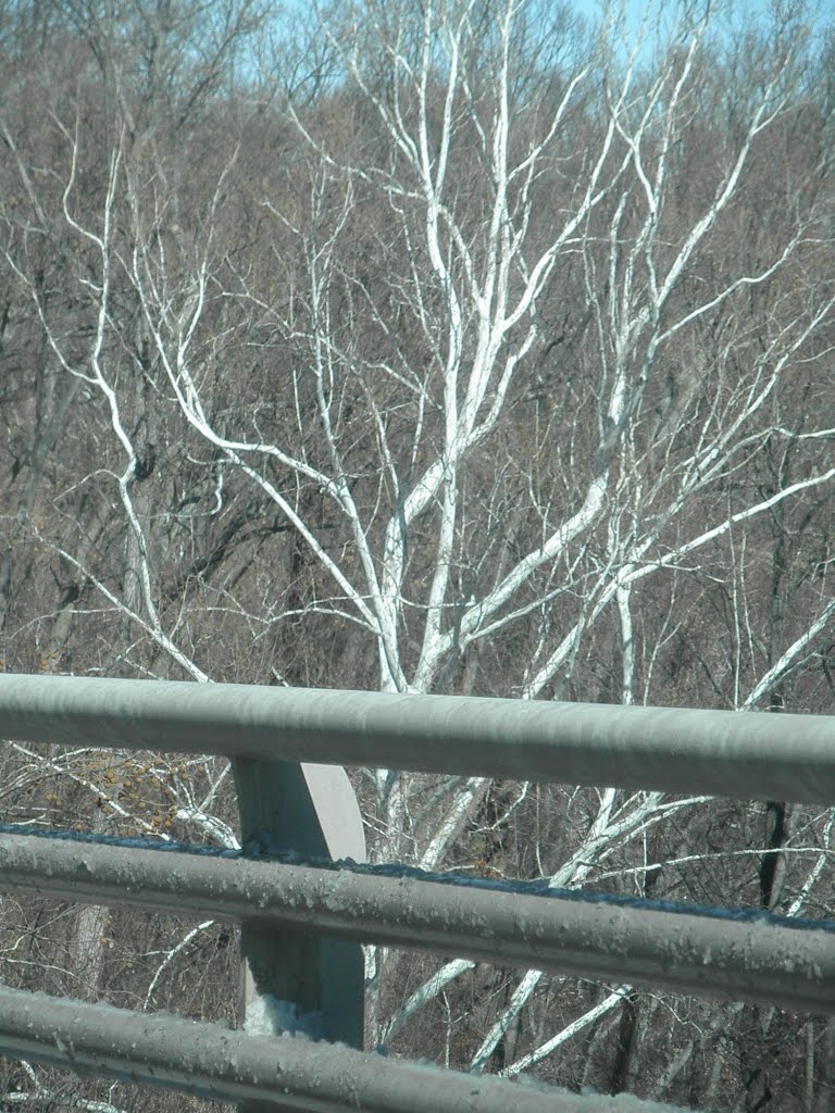 white tree and guardrail