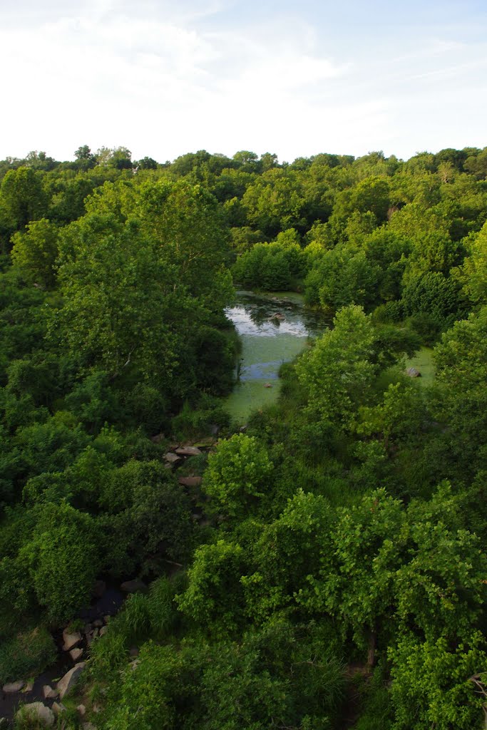 Woods in the river