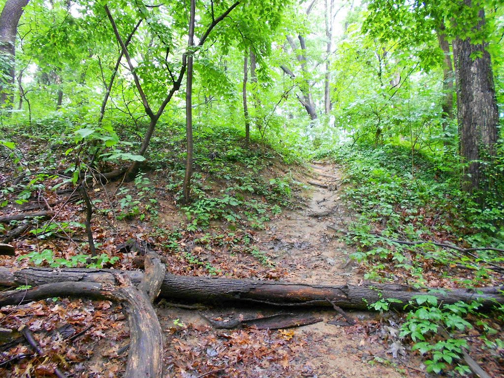 Battery Bailey earthworks, Westmoreland Hills Community Park, Bethesda MD