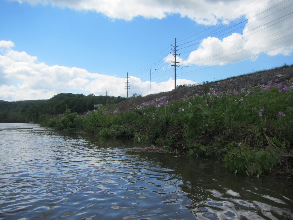 Spring flowers on the banks of the Potomac