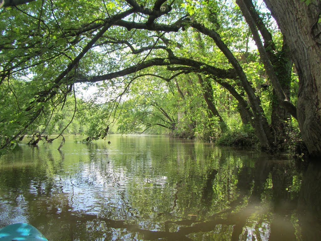 the drapery of trees over a river