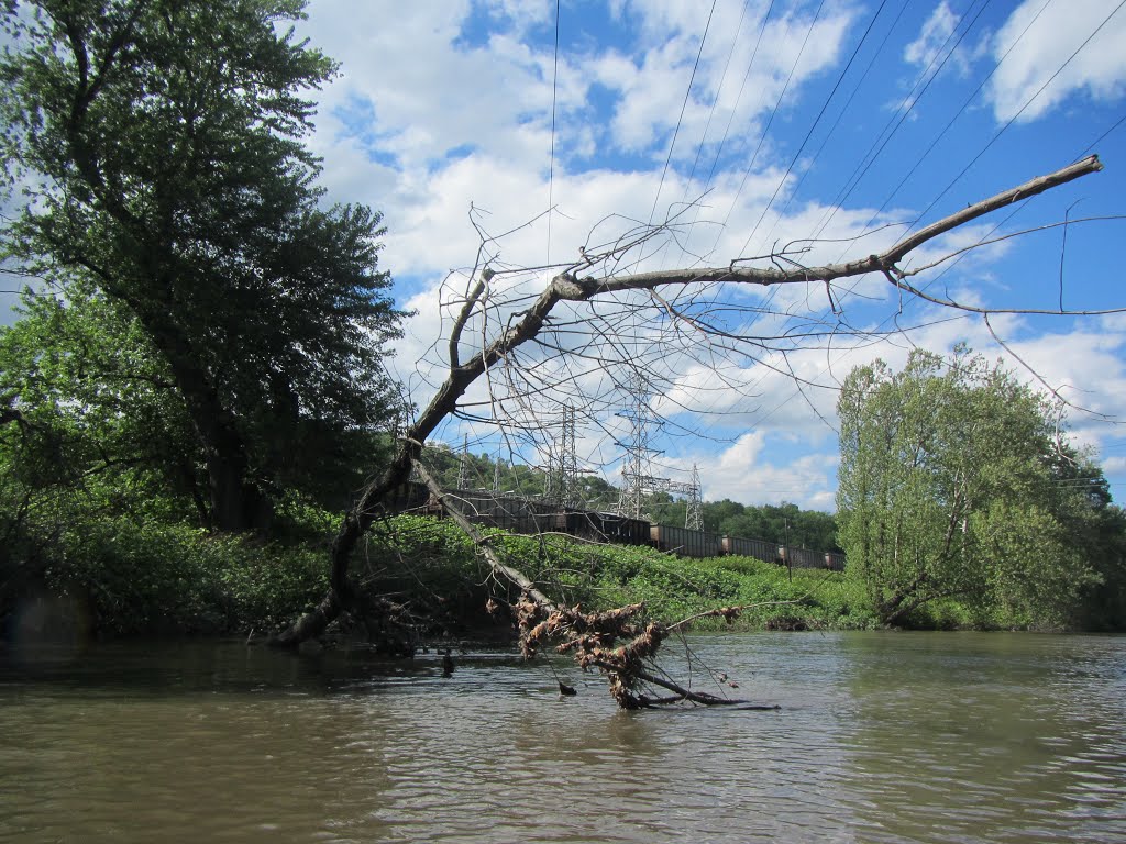 broken tree under the powerlines