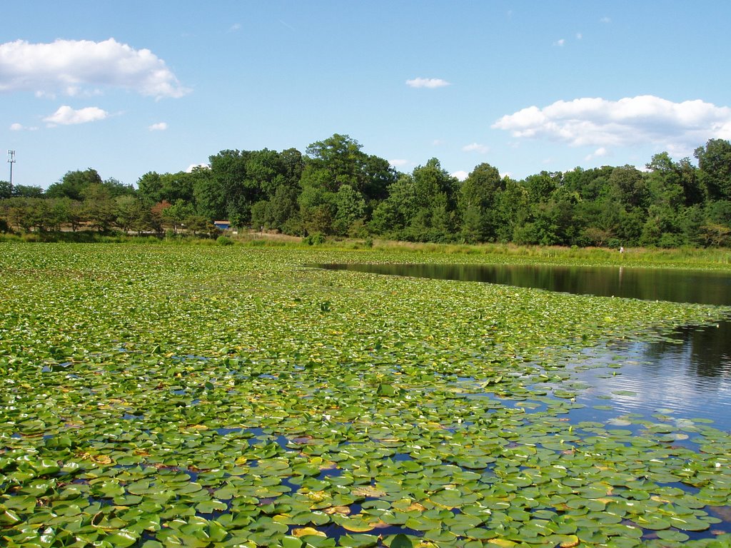 Lake Artemisia