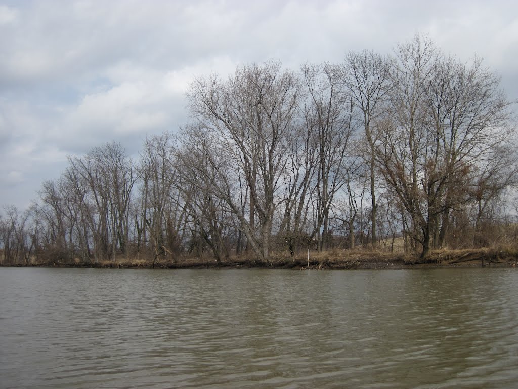 Beautiful trees on the shore of the Anacostia
