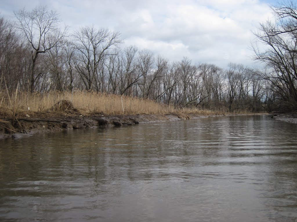 The reeds on the shore of Watts Creek