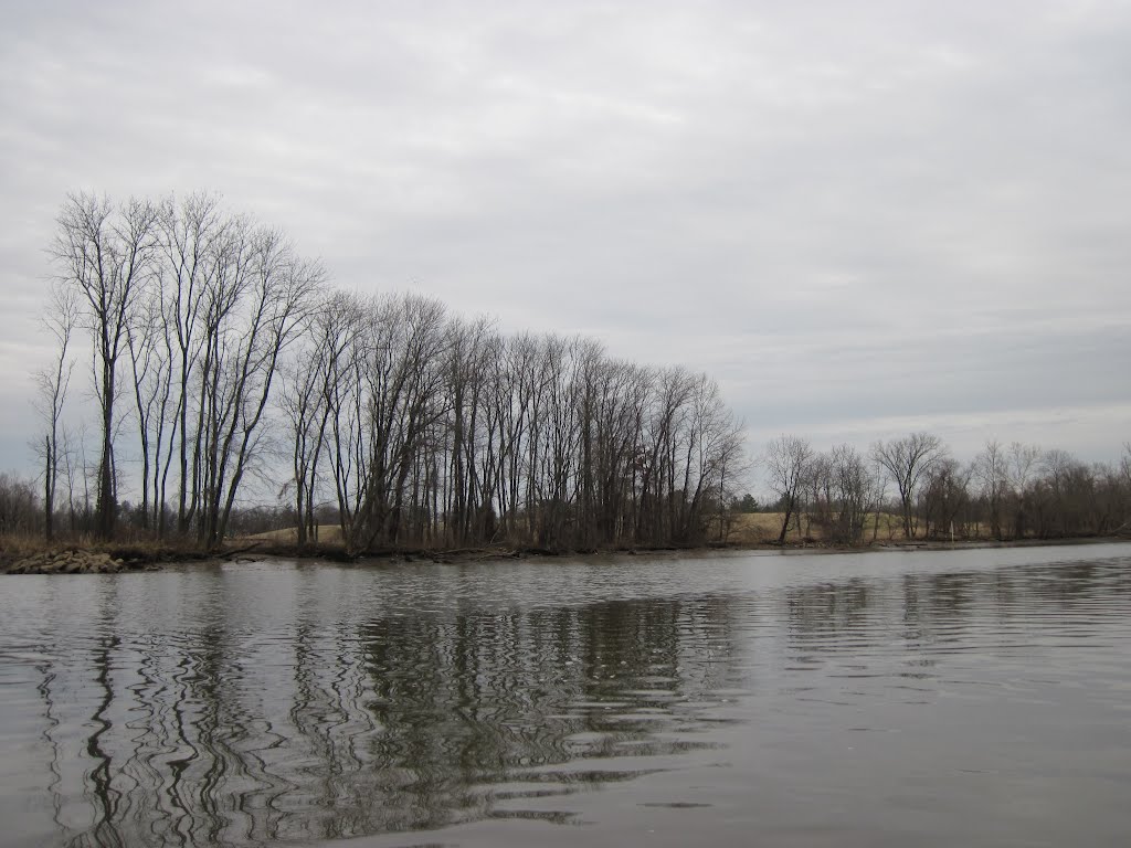 riparian trees with a matted grey background