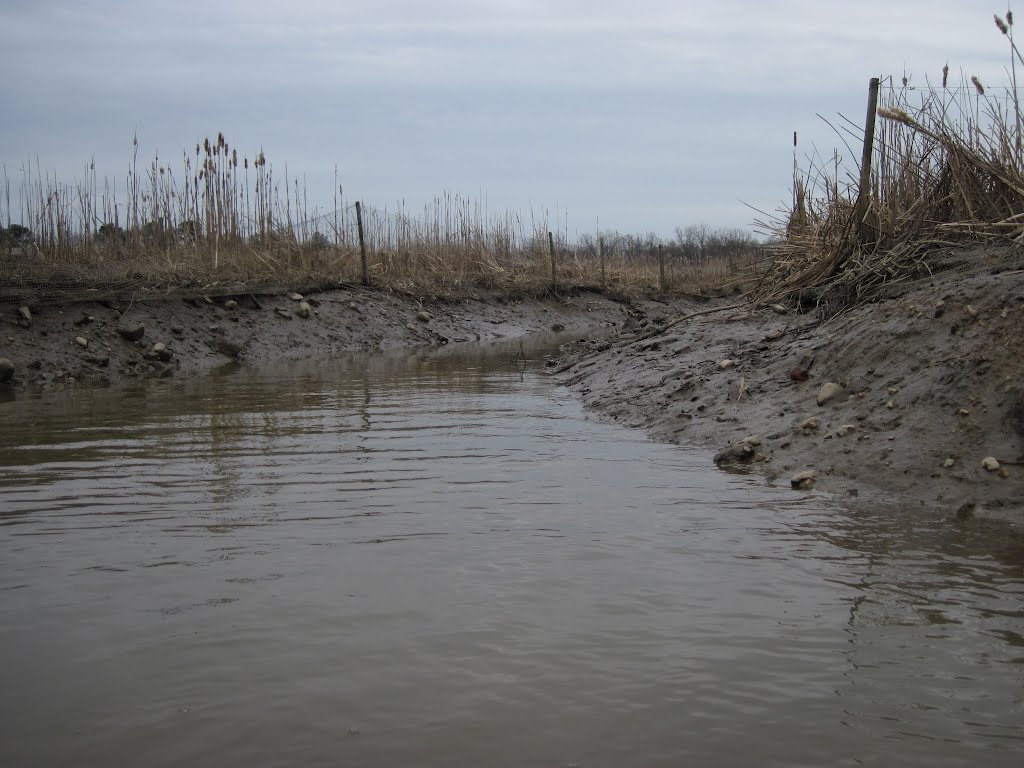 exploring a tidal marsh channel 4