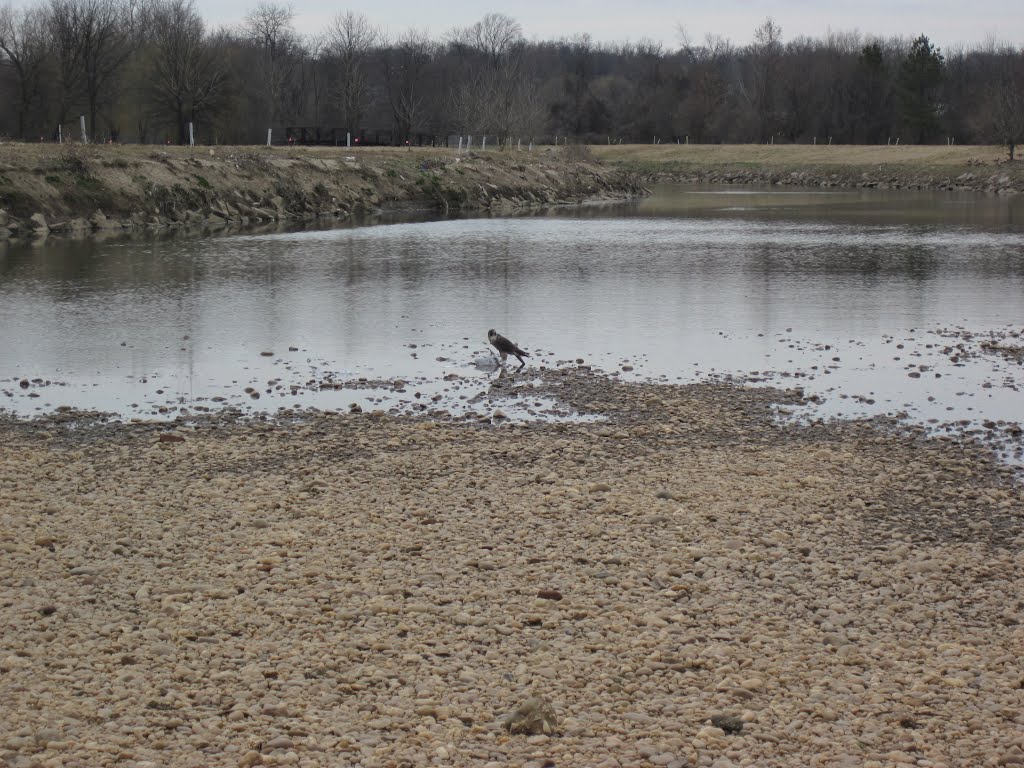 A peregrin falcon eating a sea eagle