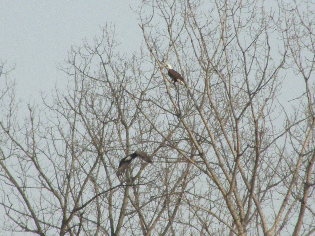 Bald Eagle friends