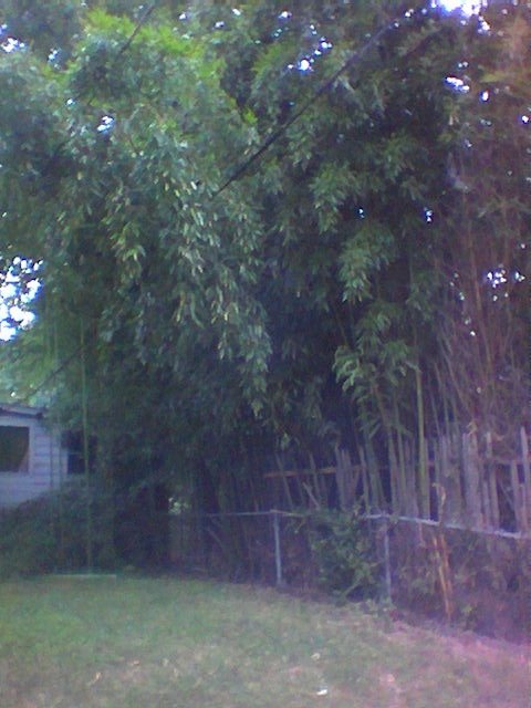 Bamboo backyard on 31st Street and Windom, Mount Rainier MD