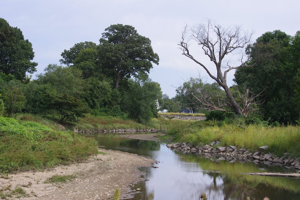 Tree and creek