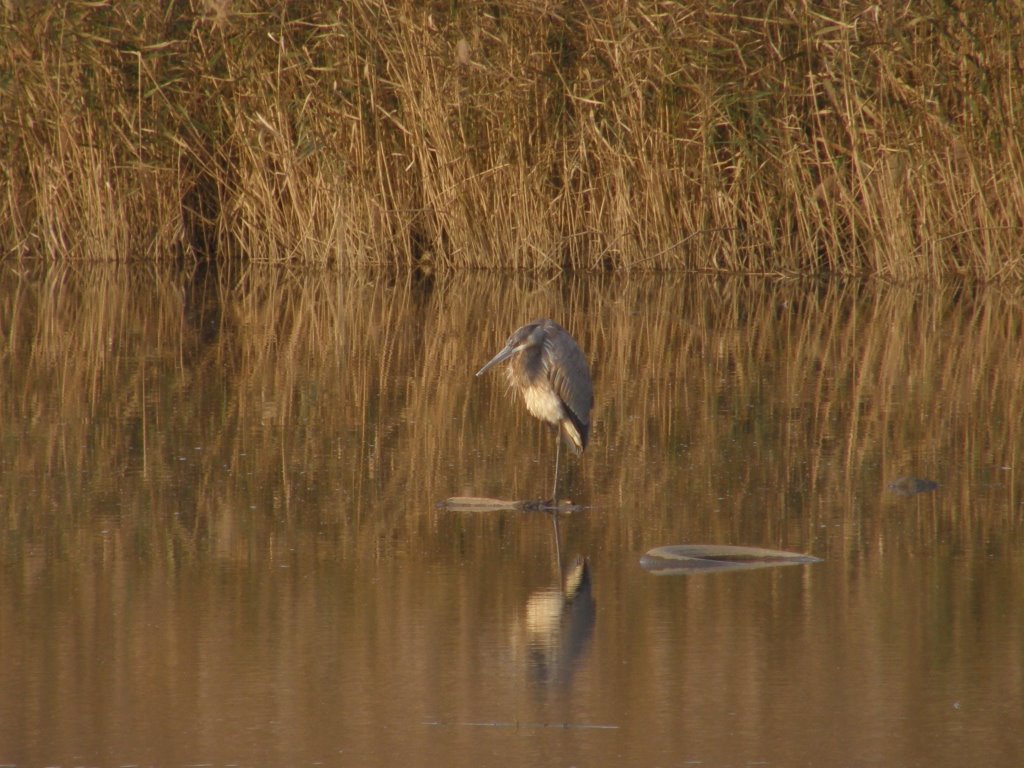 Heron with an attitude