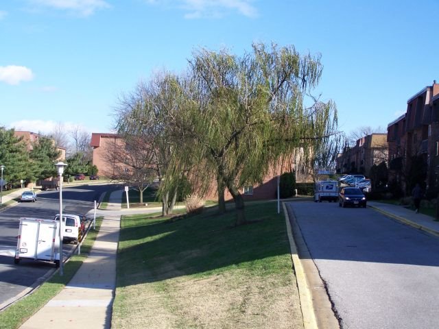 Nice Tree