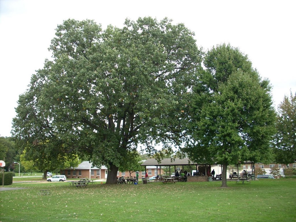 Pavilion, Oak tree