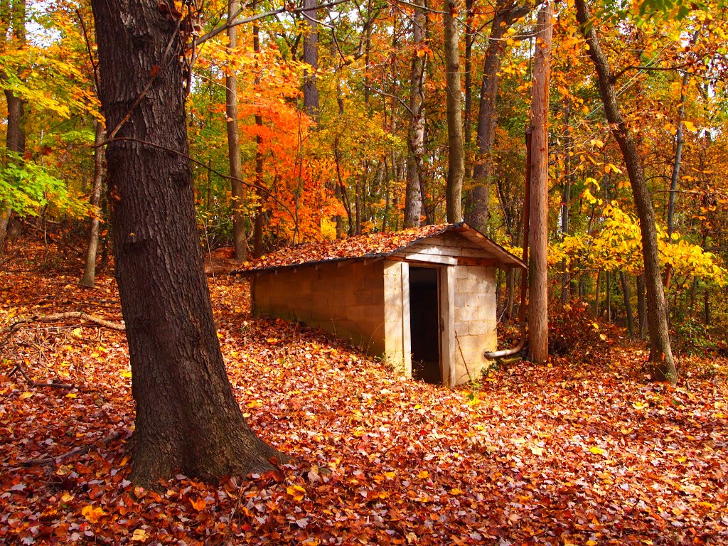 Little House in the Woods