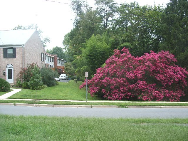 Silver Spring, Maryland ~ Crape Myrtle Abloom