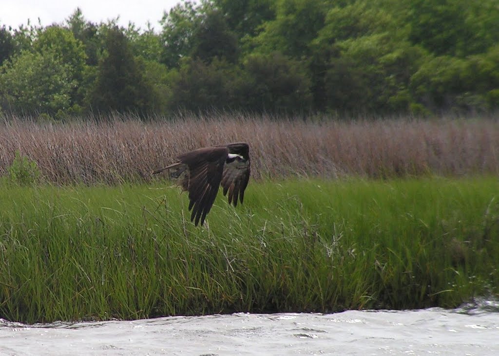 Osprey flying over the nose of the Flagship Kayak  - Janes Island - 2009