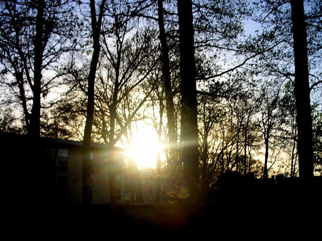 trees5