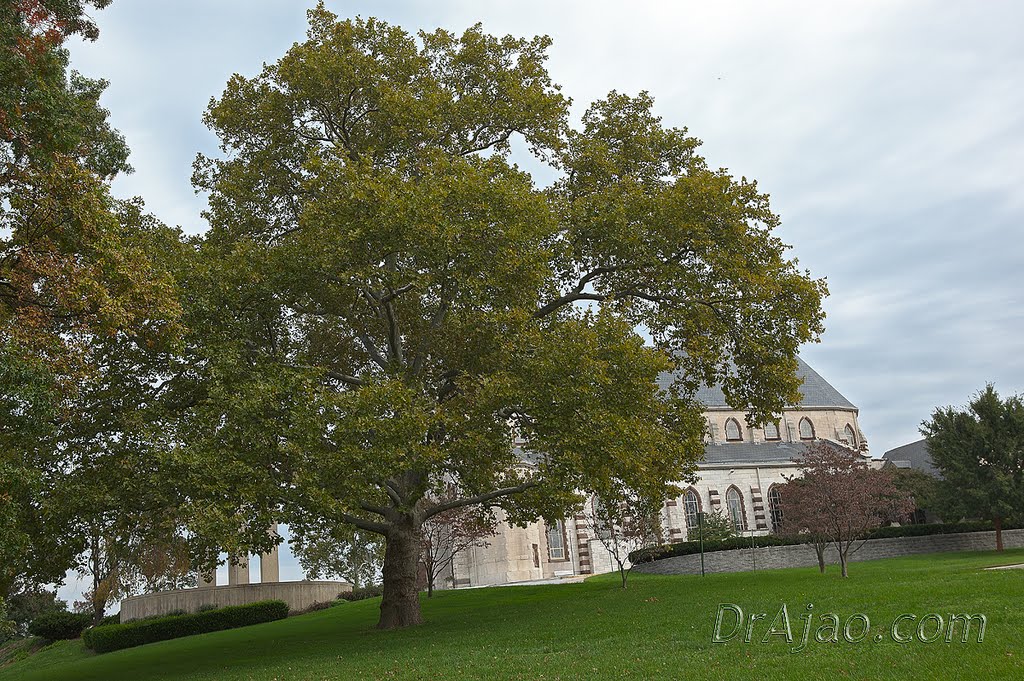 Immaculate Conception Tree