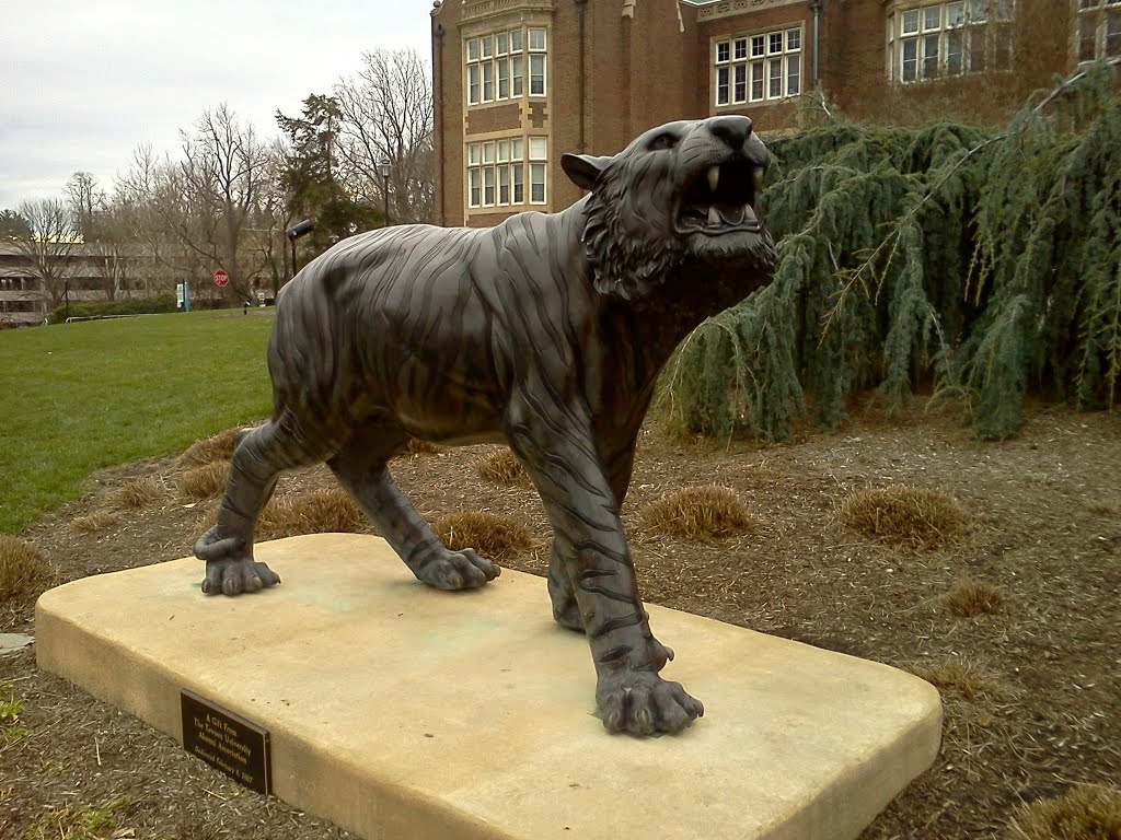 Towson Tiger