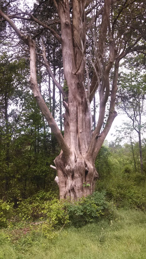 Big Old Tree