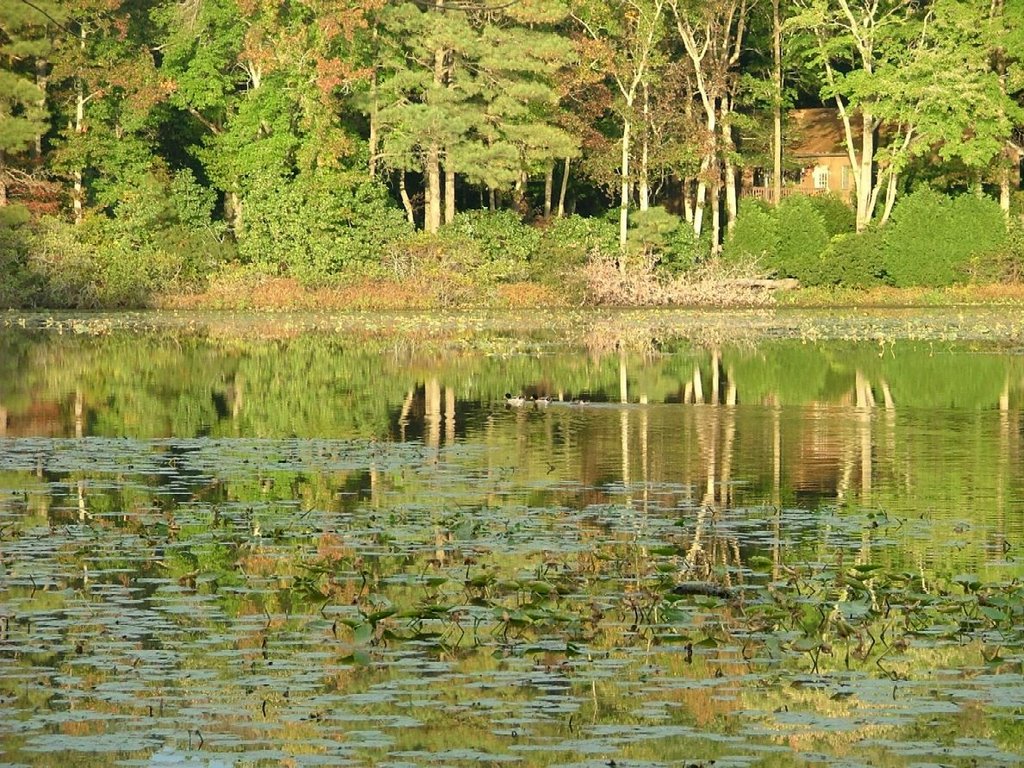 Fall on Allen Pond