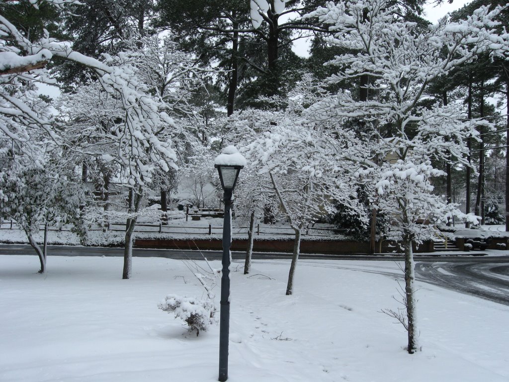 A Rare Snowstorm 2009.03.02