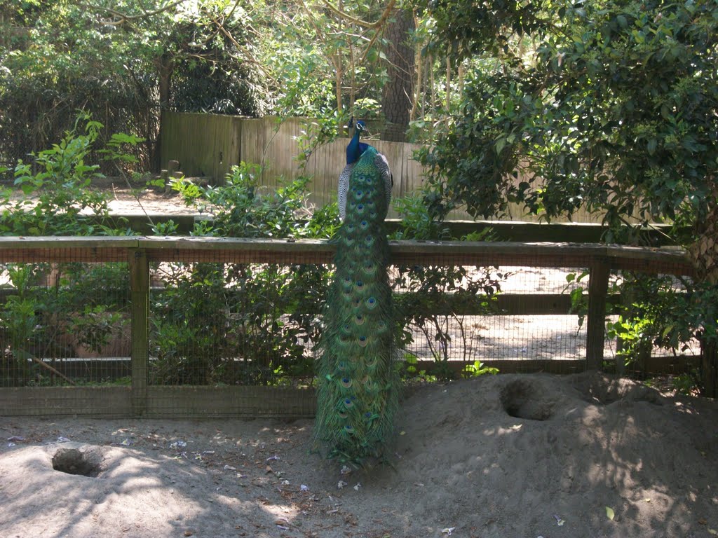 peacock
