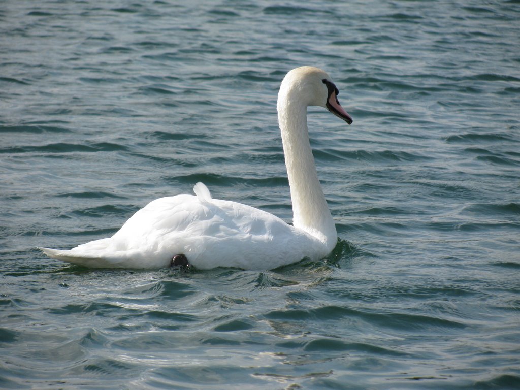 Floating Swan
