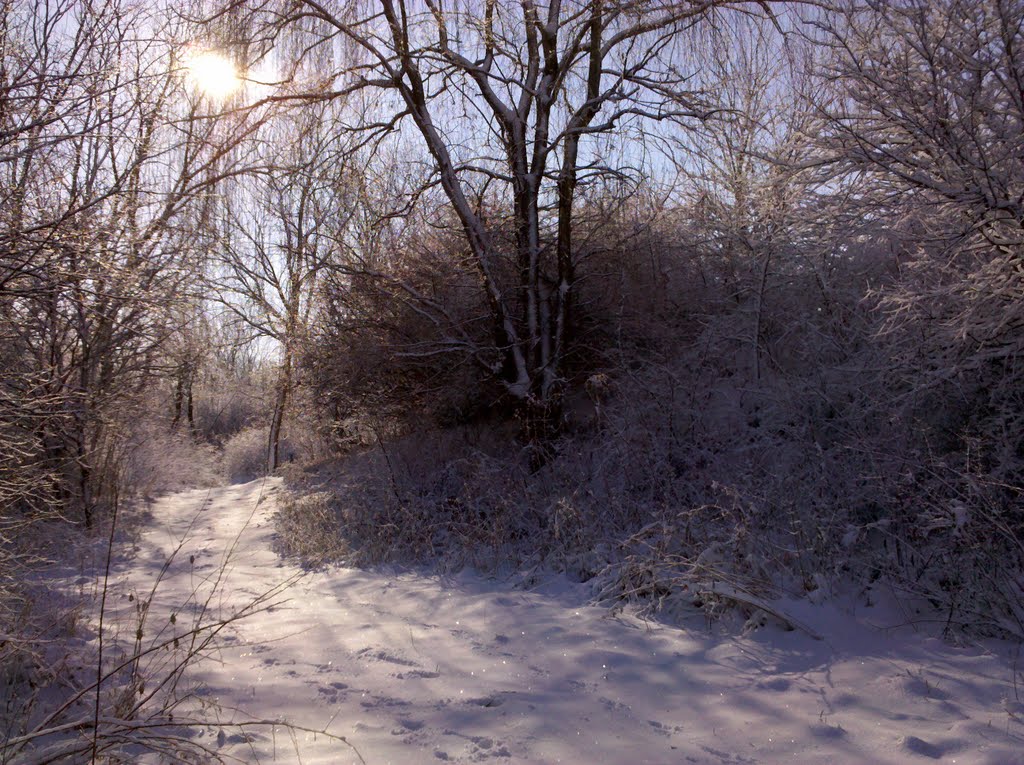 Snowy trail