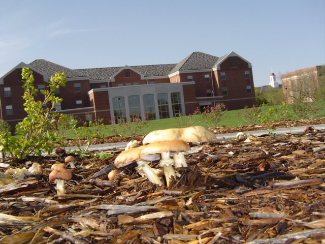 Funghi at UNL
