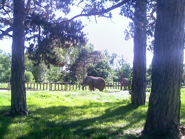 07/12/08 - Elephants in Omaha