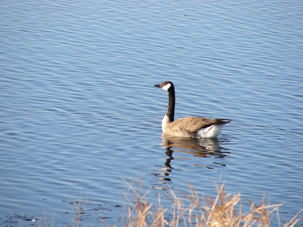 Canadian Goose