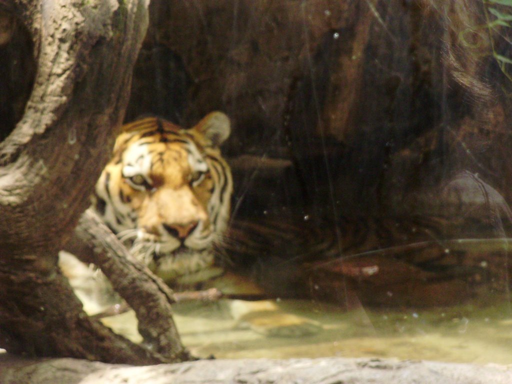 水浴びするトラ