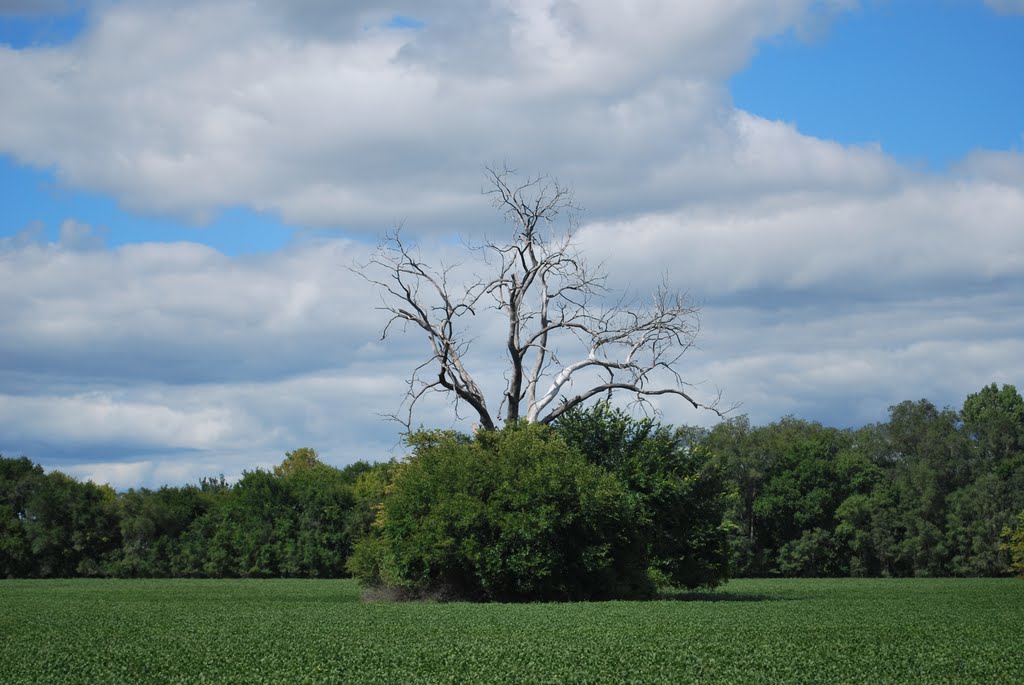 Upside-down Tree