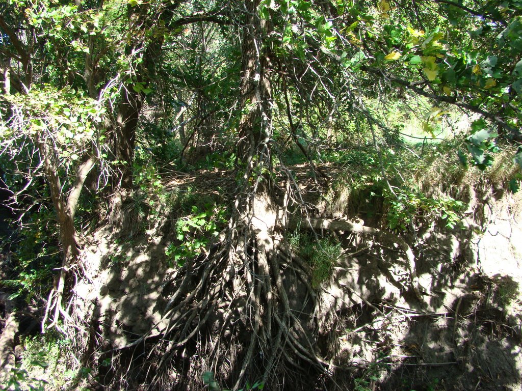 Exposed Oak Roots