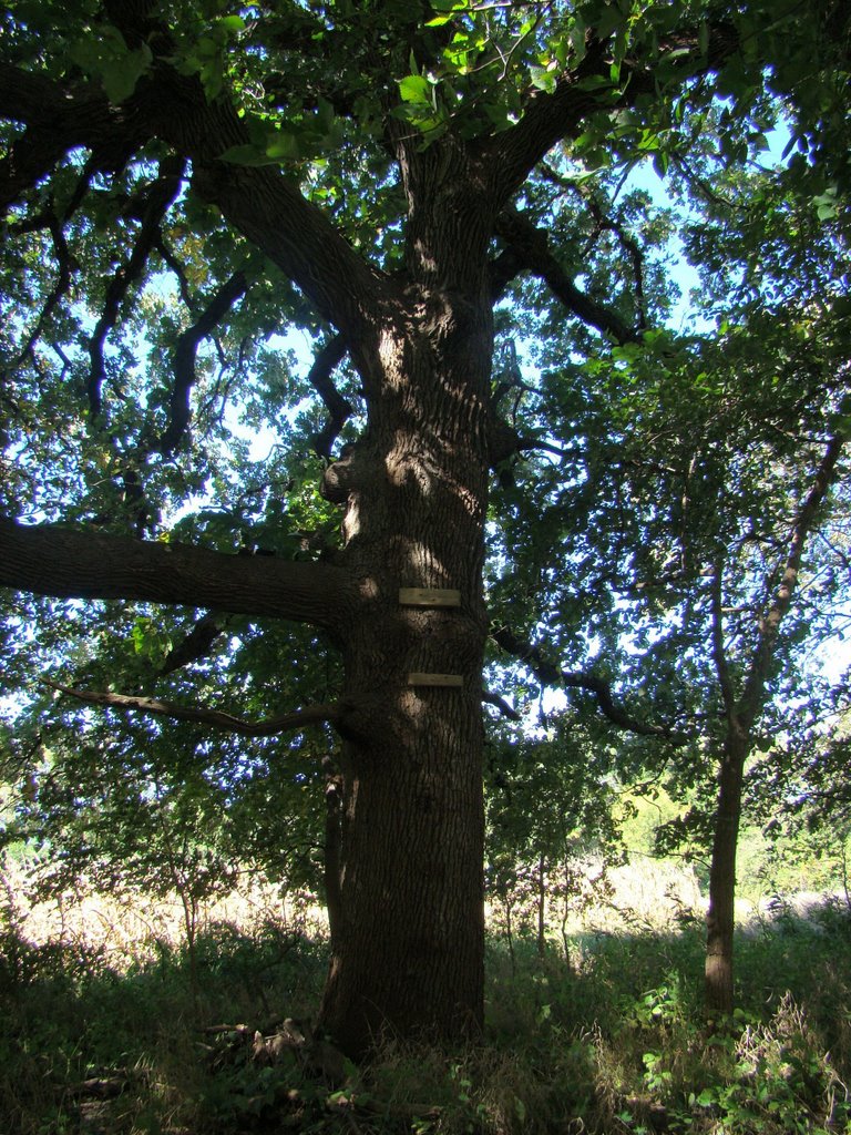 Giant Bur Oak