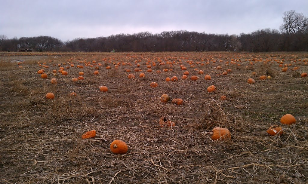 Leftover Pumpkins in the field