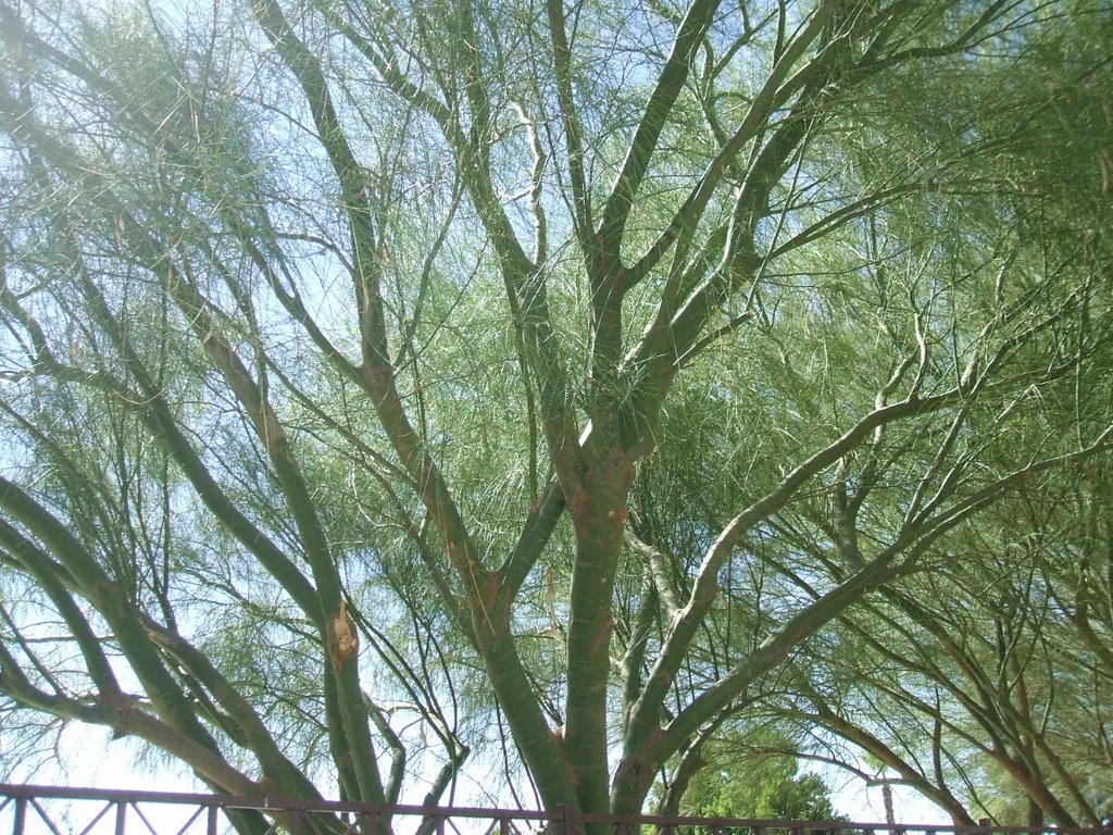 tree