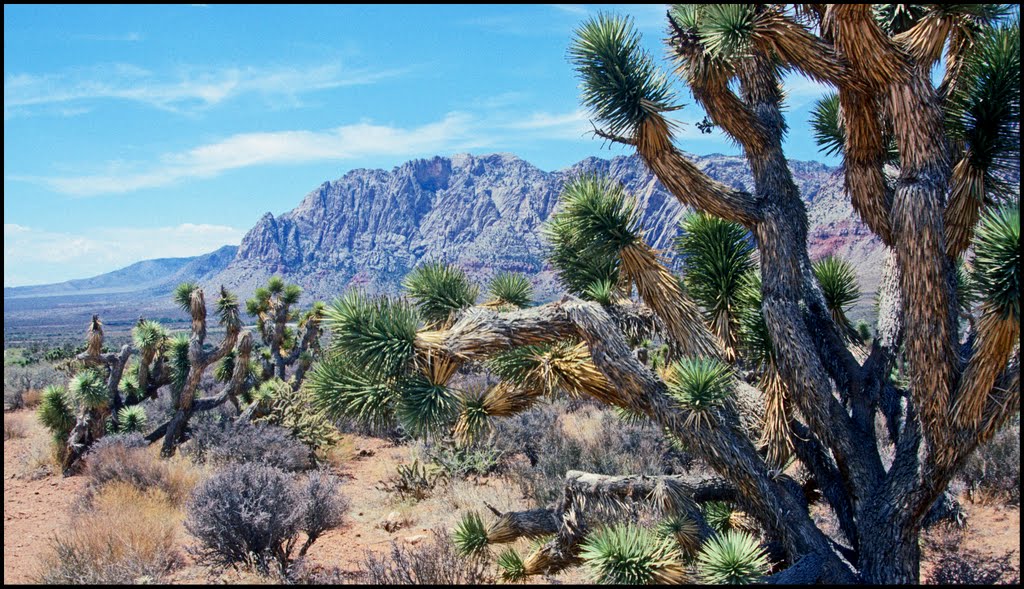 Redrock Canyon, Nevada