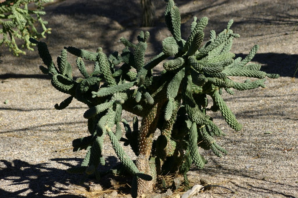 Cactus