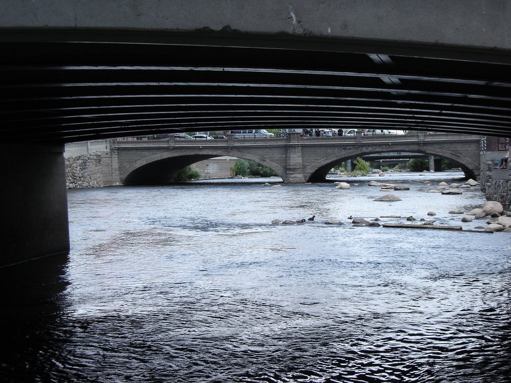 여기에도 오리가 Trucke River Reno NV
