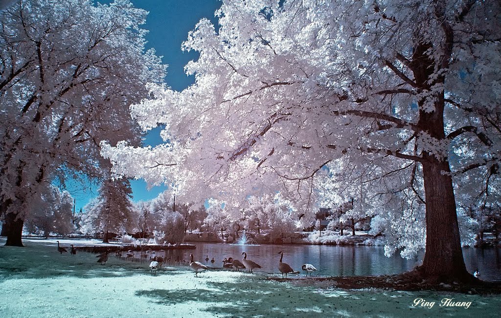 Wildlife In Idlewild Park, Reno, Nevada.  Infrared Photography